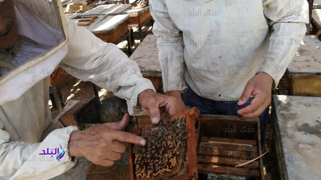 النحل الفرعوني بمحمية الوادي الاسيوطي 