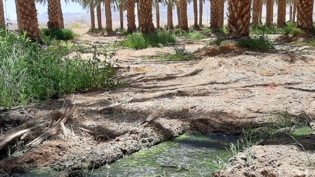 تل ابيب تعلن تفشي حمى النيل في إيلات