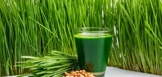 فوائد عصير القمح