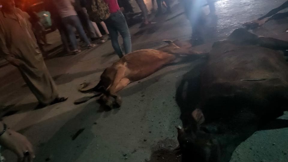 نفوق مواشي بحادث الغربية