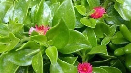 عشبة قطر الندى فاتنة زهورها حمراء فوشيه