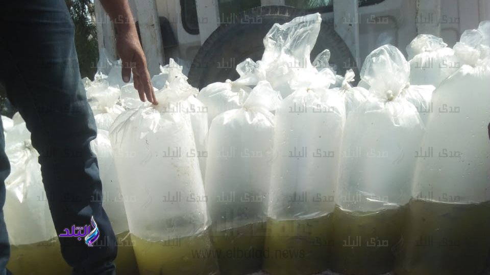 ضبط زريعة أسماك 