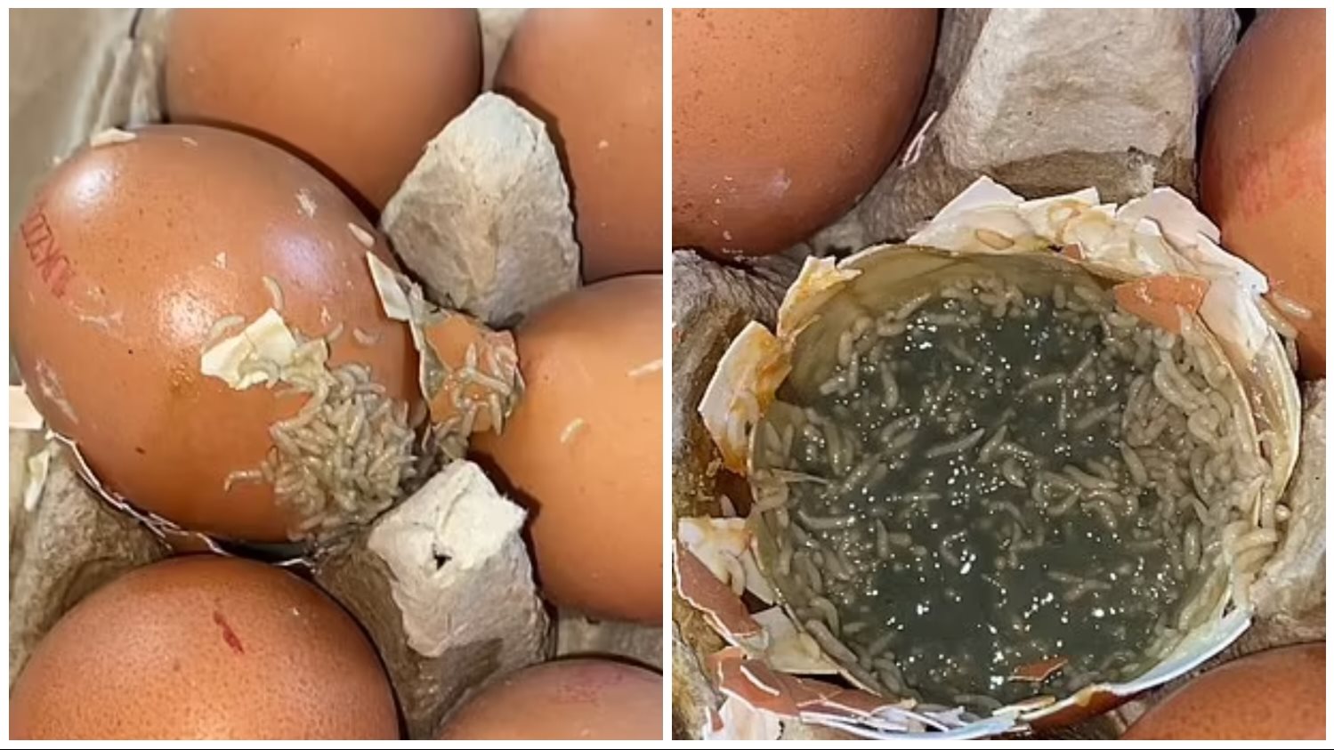 بيض فاسد بالديدان