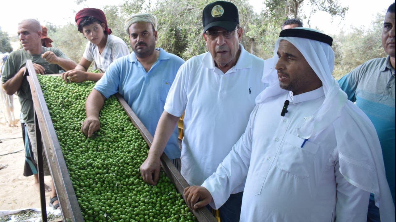 بدء موسم جني الزيتون في شمال سيناء 