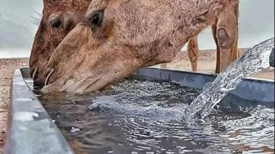 الإبل تشرب كميات مضاعفة من المياه