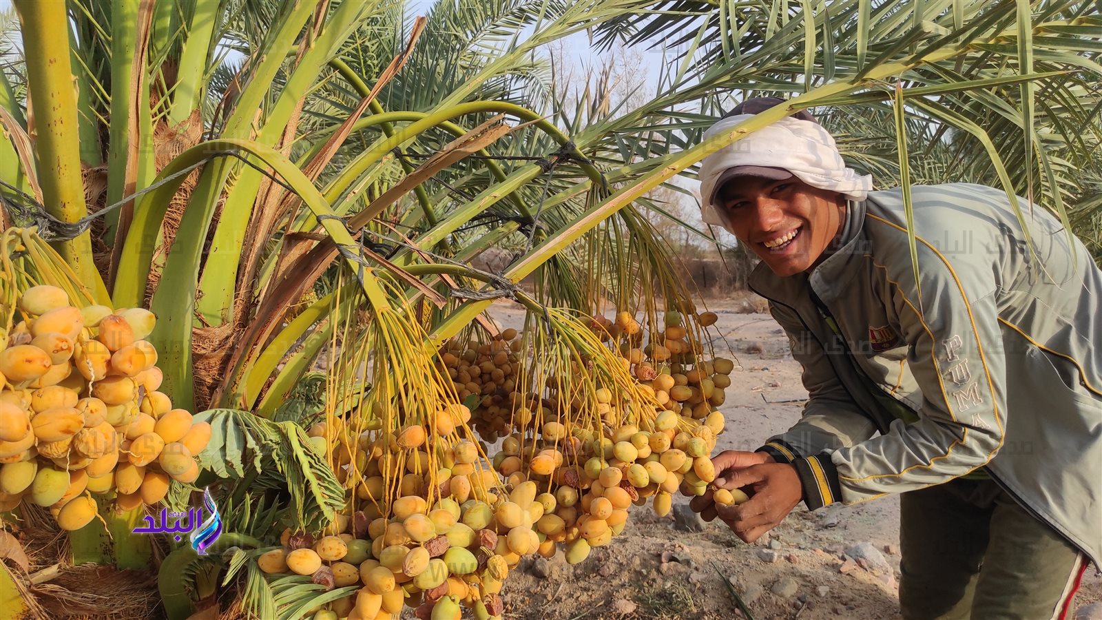 البلح البارحي في عمق جبال طور سيناء 