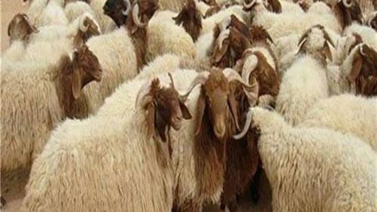 صورة أرشيفية صورة أرشيفية