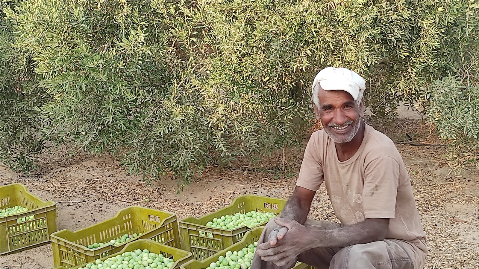 حصاد الزيتون بالطور 