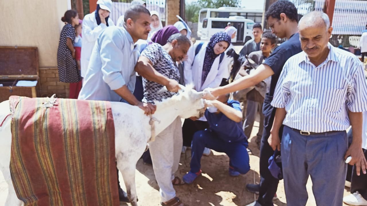 قافلة بيطرية مجانية بأسيوط 