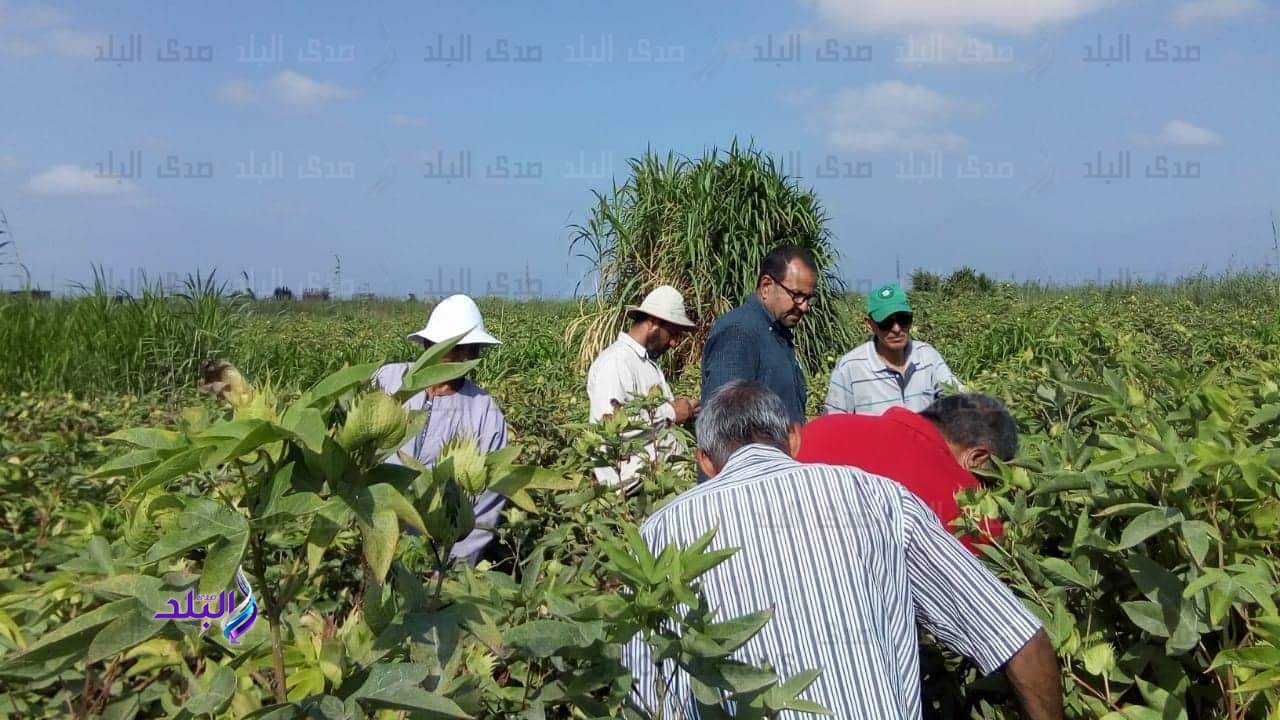 المدرسة الحقلية لمحصول القطن 