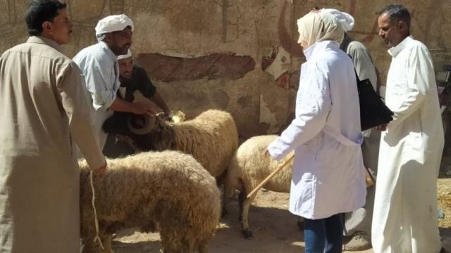 بيطري الشرقية