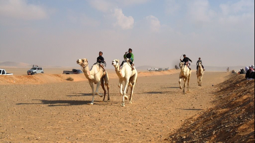 سباقات الهجن بمحافظة شمال سيناء 