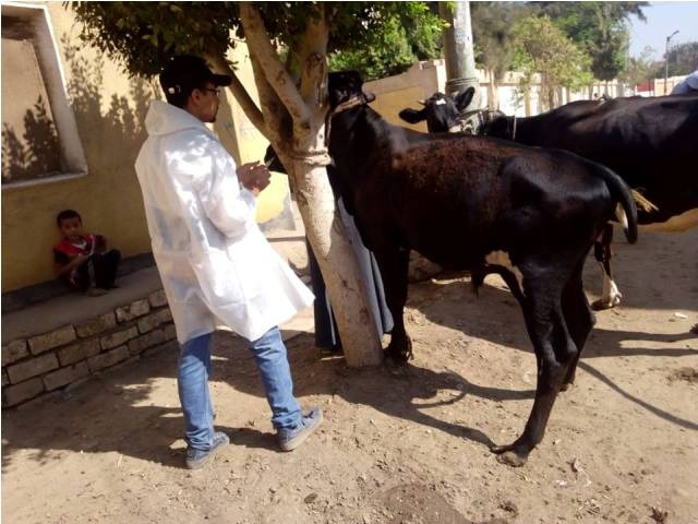 تحصين ضد الحمى القلاعية  تحصين ضد الحمى القلاعية