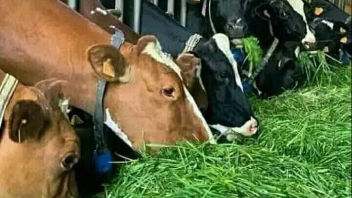 البونيكام علف بديل للثروة الحيوانية 