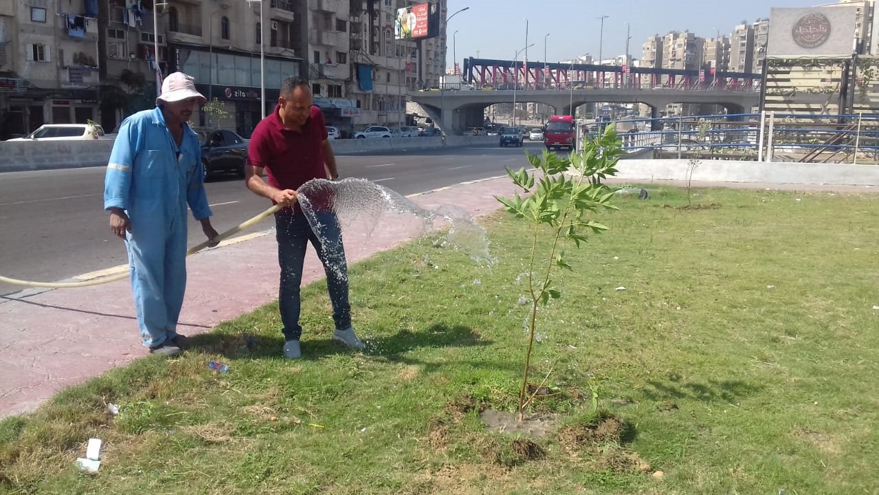 زراعة أشجار في الإسكندرية