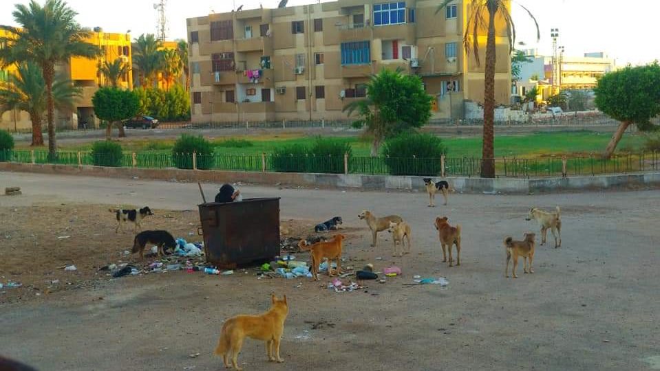مبادرة معا ضد السعار 
