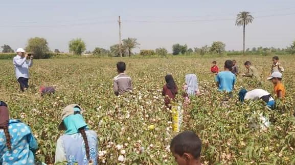 جنى القطن  مبكرا بالفيوم