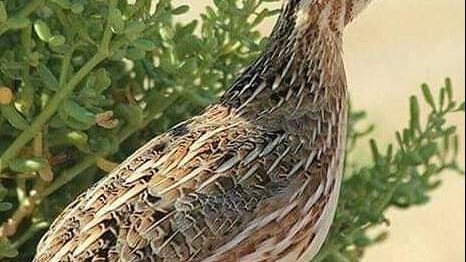 طائر السمان احد الطيور المهاجرة الي الزرانيق