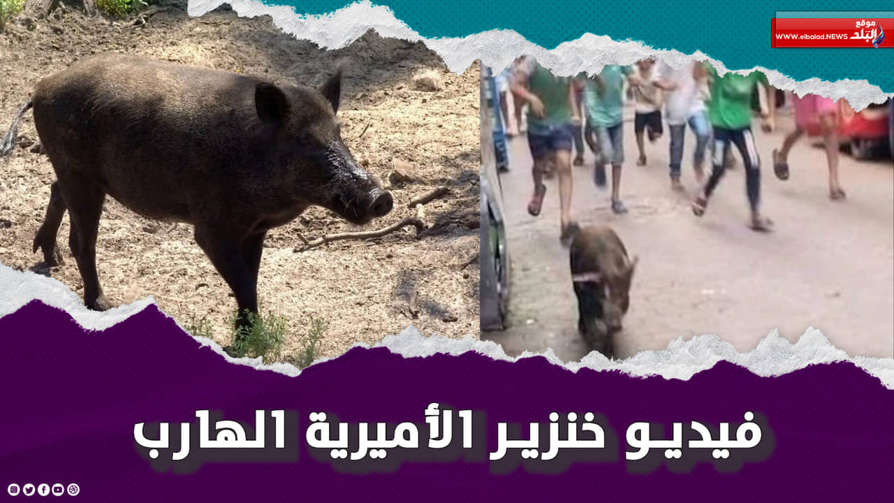 لقطة من فيديو خنزير الأميرية الهارب 