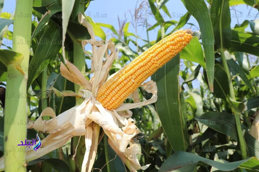 FB_IMG_1661814908198