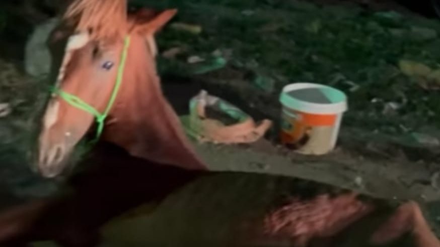 حصان الاسكندرية