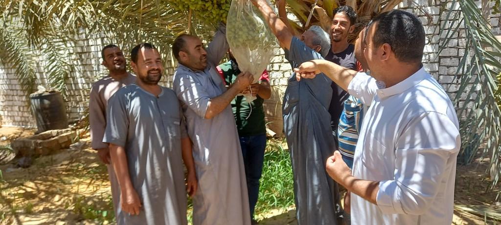 المركزى للنخيل