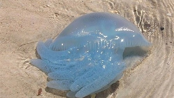 القنديل الأزرق ..