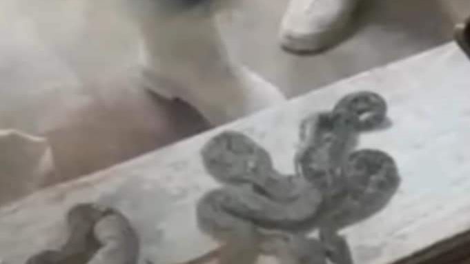 صورة من الضبطية 