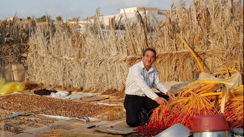 موسم جني ثمار البلح وصناعة العجوة العرايشي