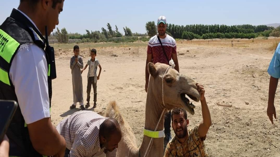 تركيب الاطواق الفسفورية 
