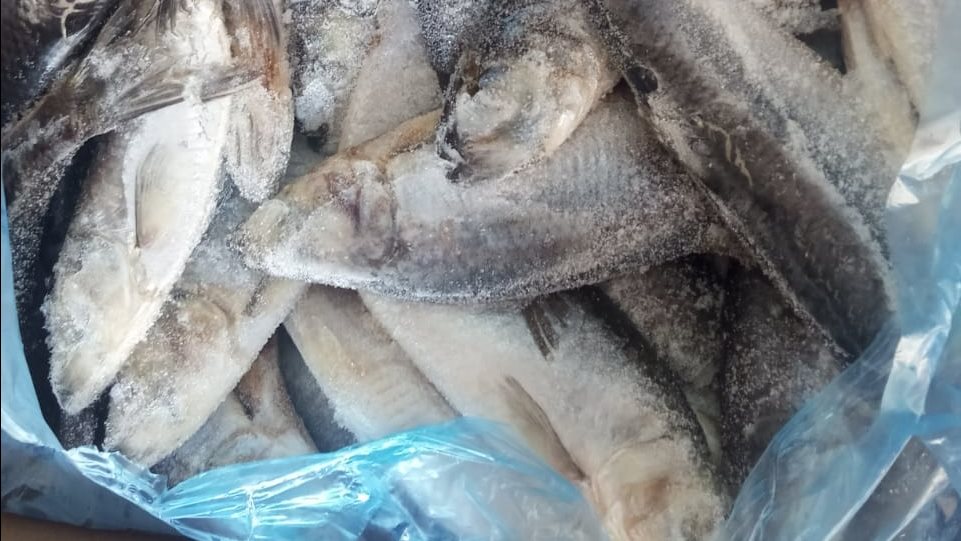 سمك غير صالح للإستهلاك  الأدمى 