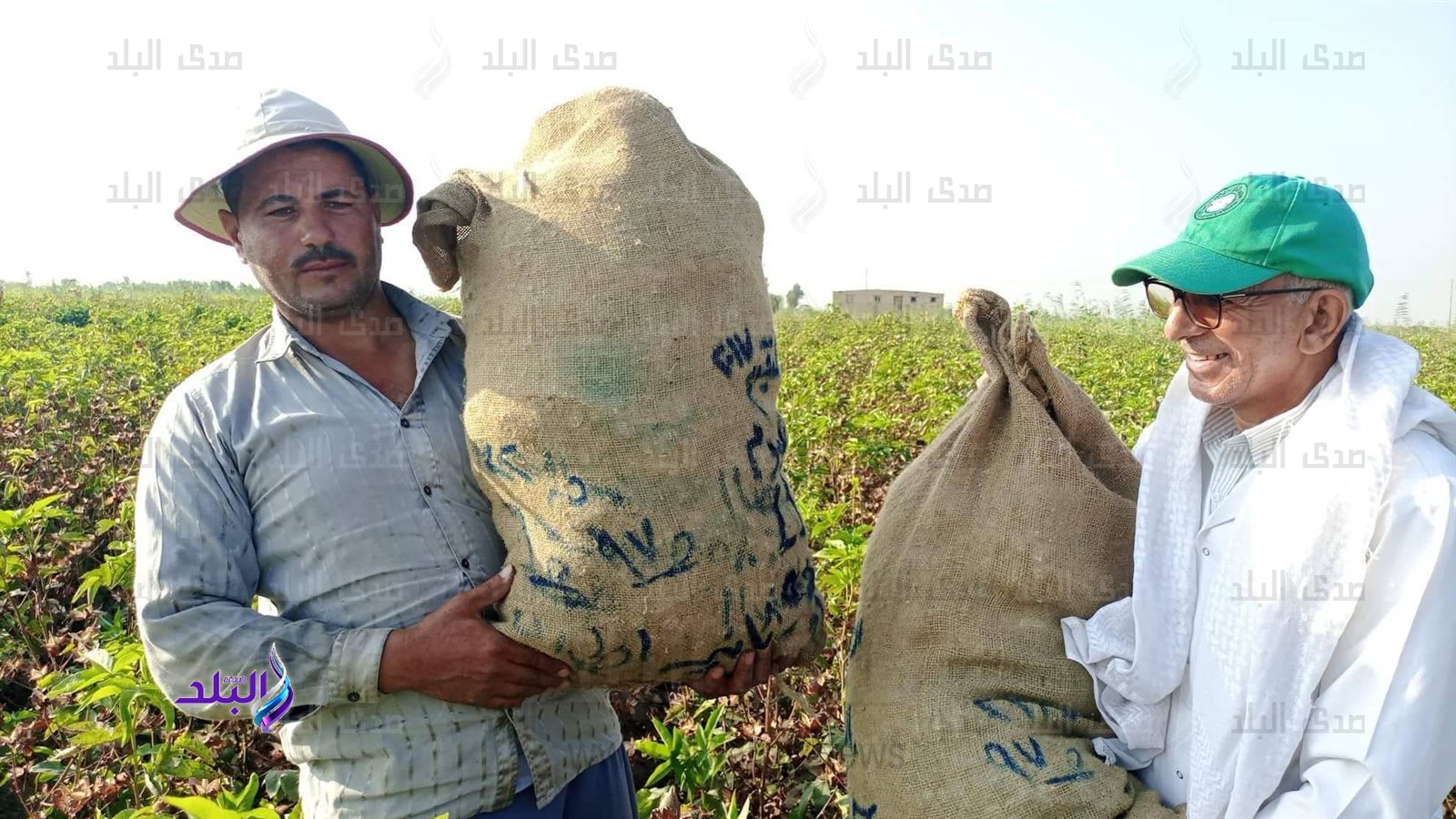 موسم جني القطن بالإسماعيلية 