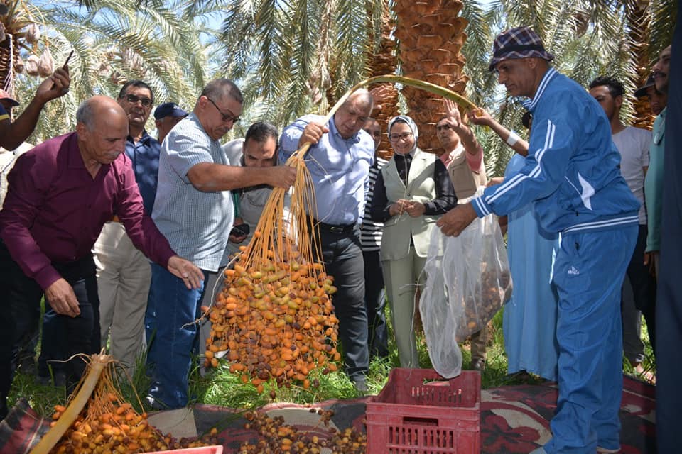 جانب من افتتاح موسم جني البلح