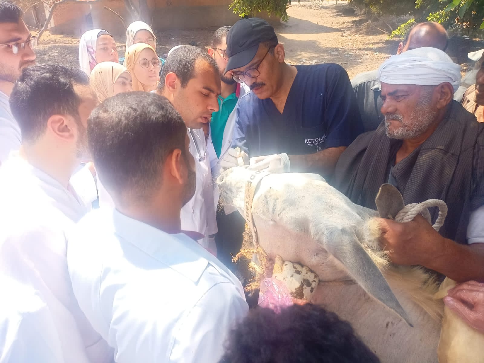 علاج الماشية