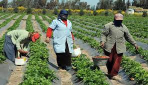 دعم الفلاح المصري خلال الأزمة الاوكرانية