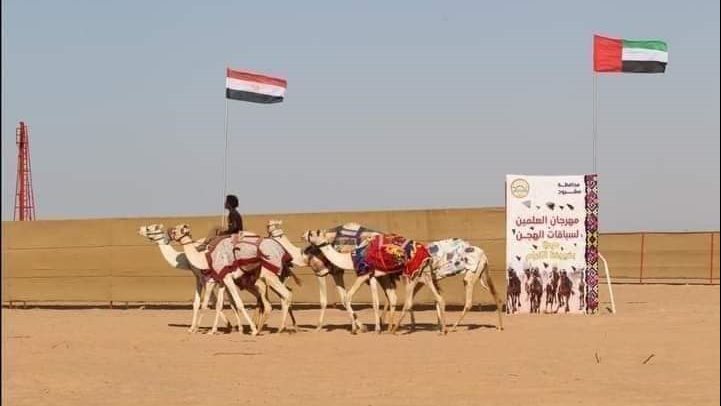 سباقات الهجن في شمال سيناء 