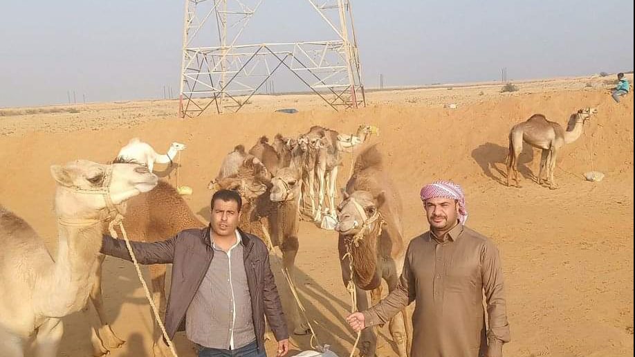 الفوز في سباقات الهجن يحقق الوجاهة لبادية سيناء 