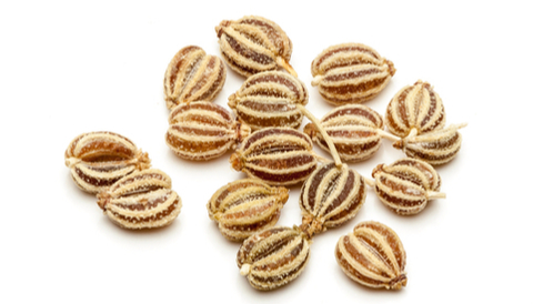 بذور القرم “ الكاروم ”