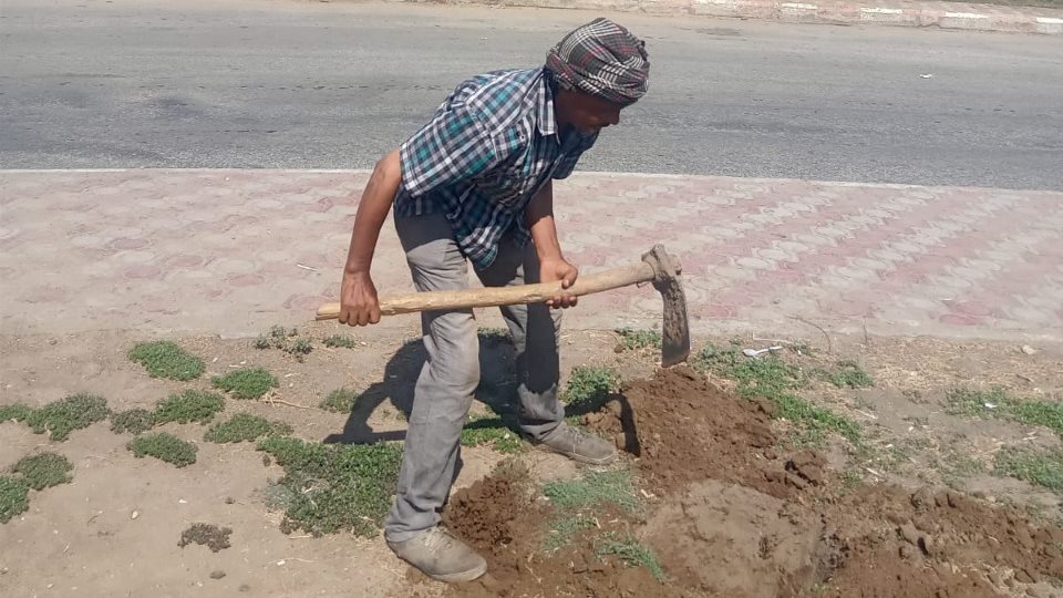 أعمال التشجير بأسيوط 