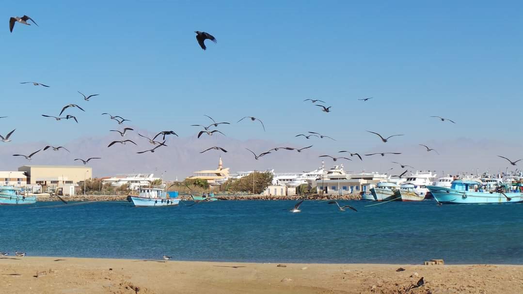 ميناء الصيد بطور سيناء 
