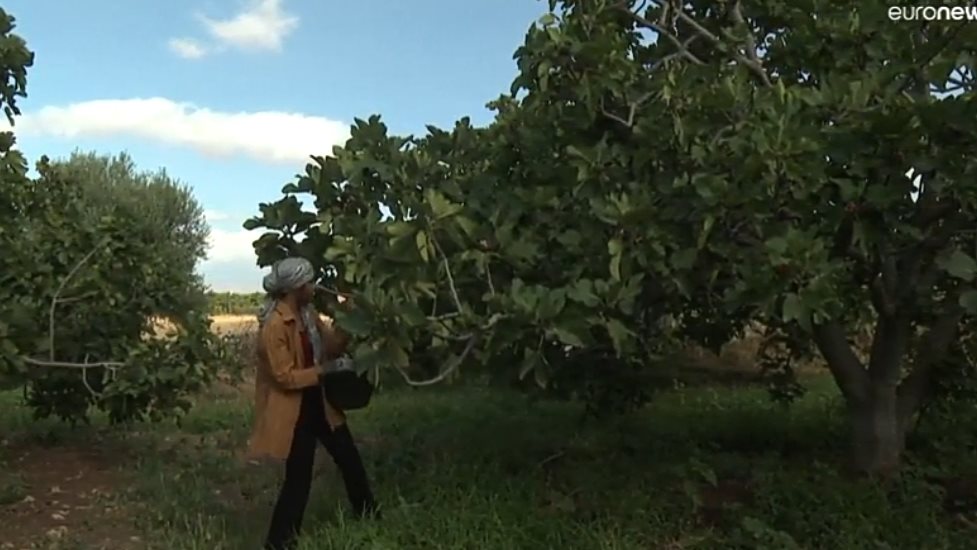 أشجار التين