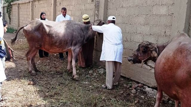 بيطري الشرقية