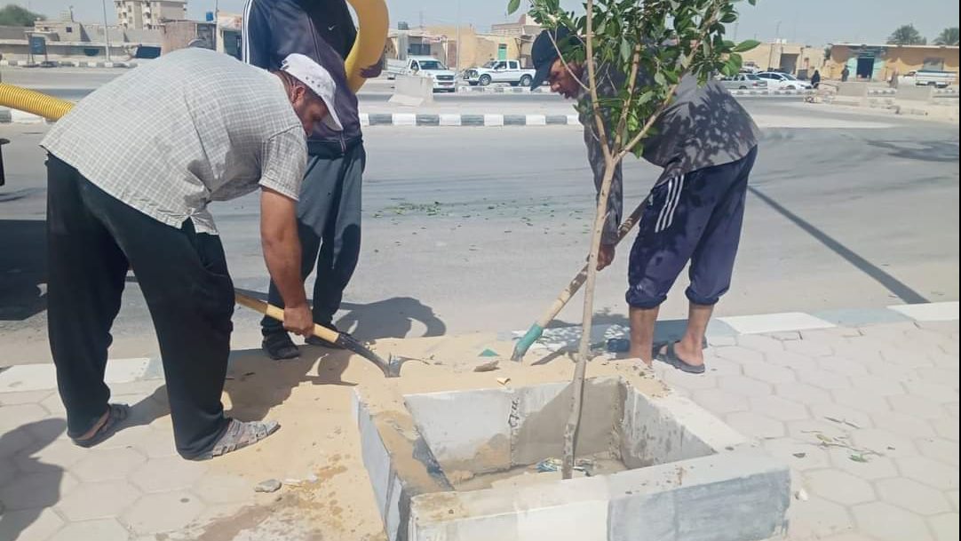 زراعة اشجار الزينة بشوارع الحسنة