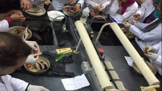 تدريب طلبة جامعة العريش علي الصناعات 