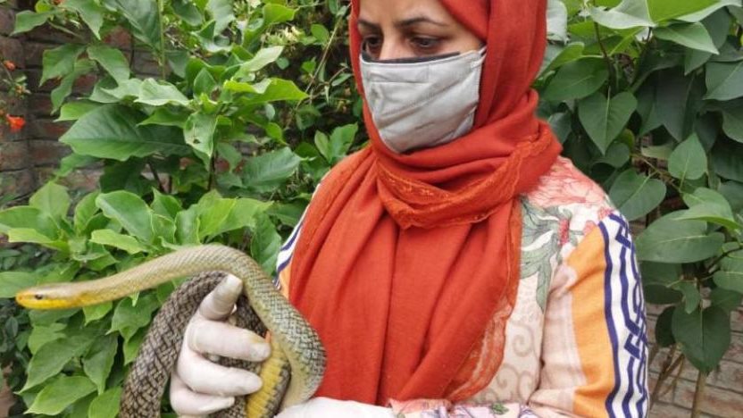 معلمة رياضيات 