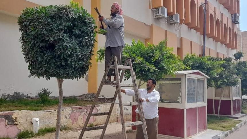 تهذيب الأشجار في شوارع مدينة العريش 