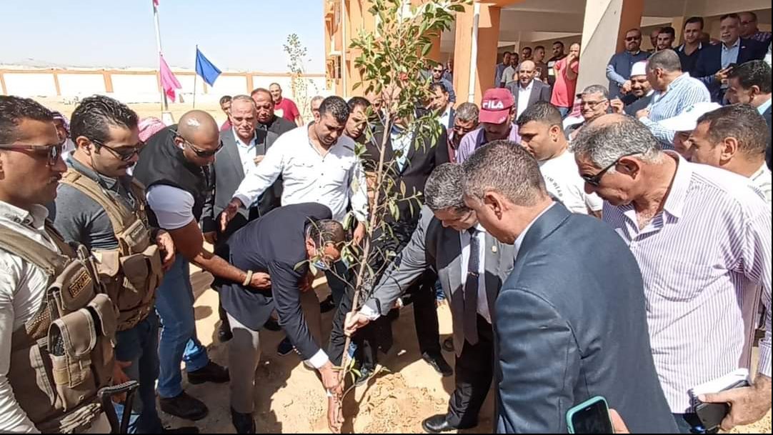 زراعة أشجار الزيتون في سيناء 