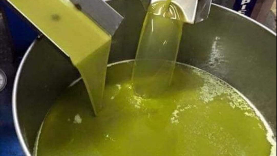 معاصر زيت الزيتون في مدينة العريش 