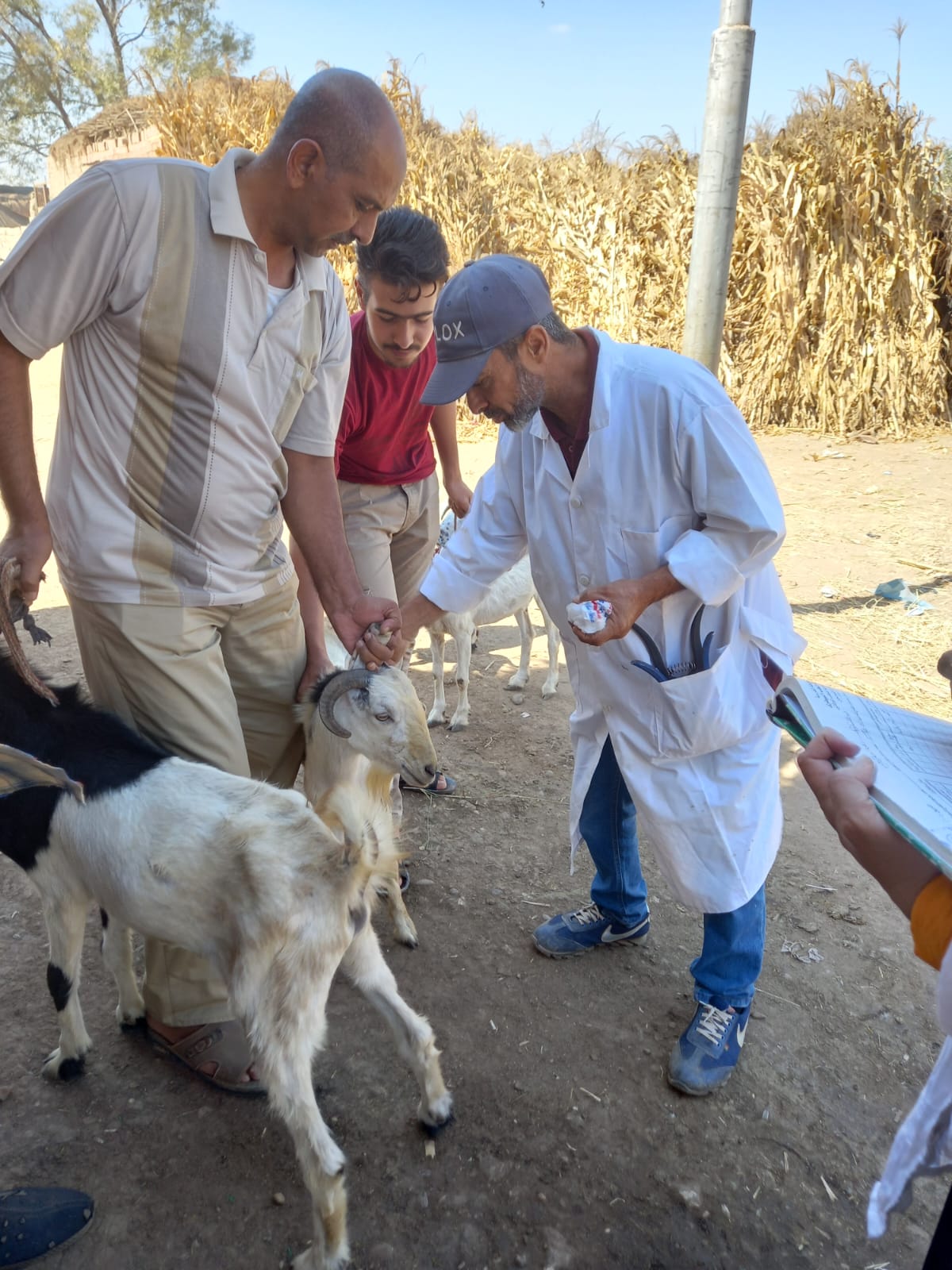 قافلة بيطرية بالغربية