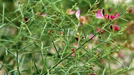 نبات العاقول عشبة طبية لها العديد من الاستخدامات 